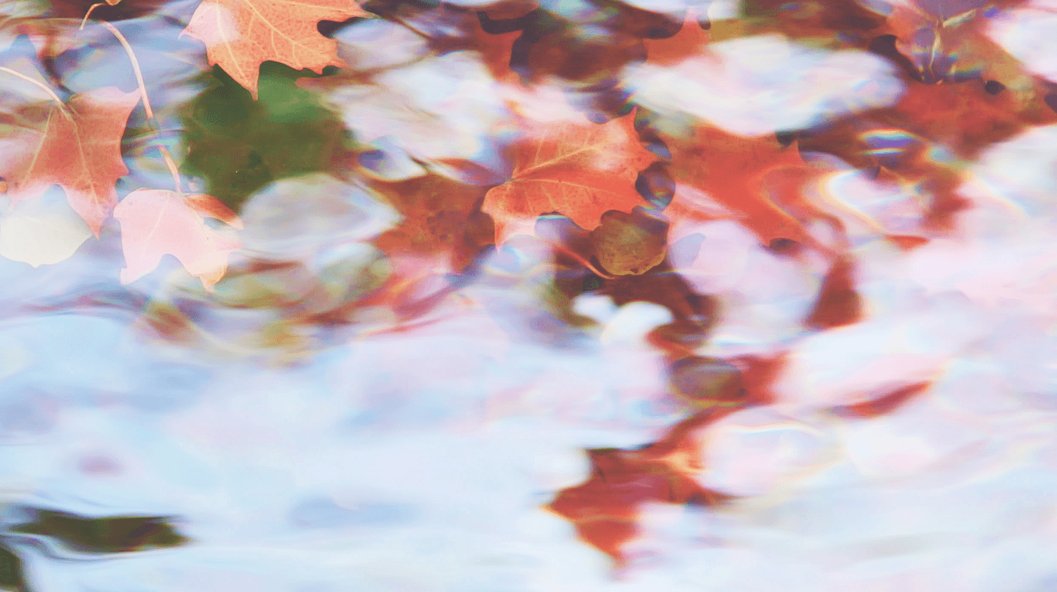 Feuilles d’automne rousses flottant sur l’eau