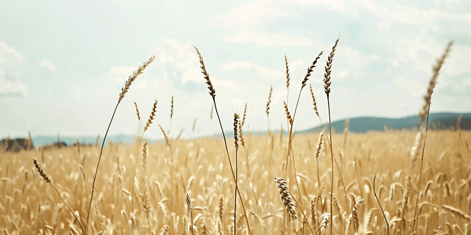 Champ de blé doré prêt pour la moisson