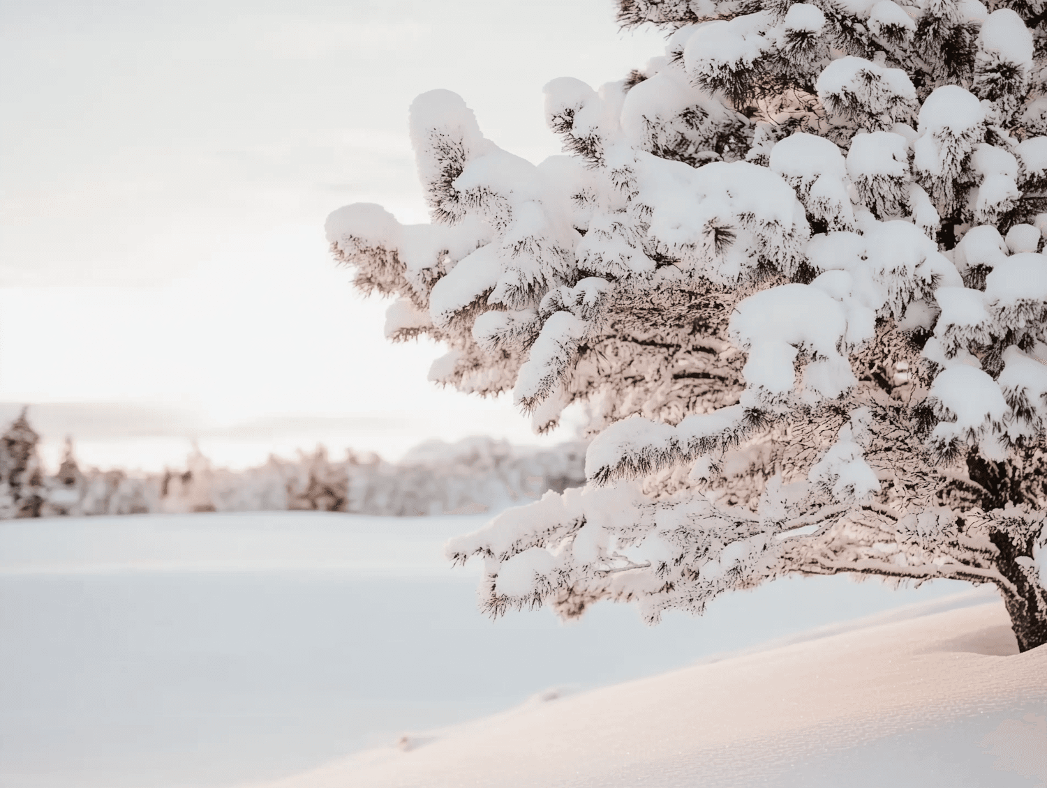 Sapin couvert de neige dans un paysage d’hiver