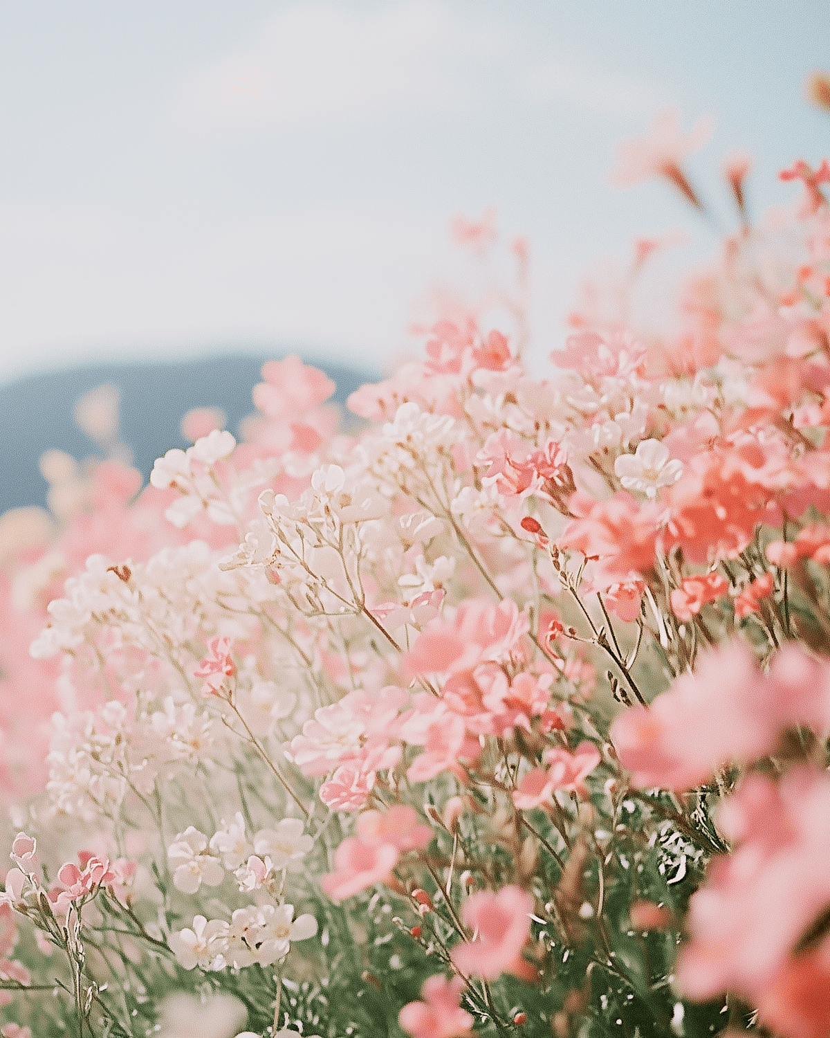 Prairie couverte de fleurs roses et blanches au printemps